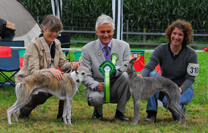 Windhunde gemischt