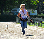 Windhunde gemischt